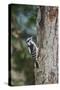 Downy Woodpecker-Gary Carter-Stretched Canvas