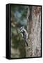 Downy Woodpecker-Gary Carter-Framed Stretched Canvas