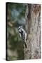 Downy Woodpecker-Gary Carter-Stretched Canvas