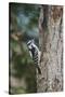 Downy Woodpecker-Gary Carter-Stretched Canvas