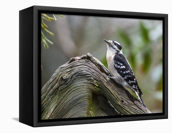 Downy Woodpecker-Gary Carter-Framed Stretched Canvas