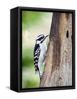 Downy Woodpecker-Gary Carter-Framed Stretched Canvas