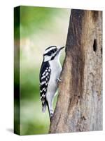 Downy Woodpecker-Gary Carter-Stretched Canvas