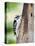 Downy Woodpecker-Gary Carter-Stretched Canvas