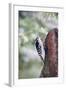 Downy Woodpecker-Gary Carter-Framed Photographic Print