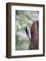 Downy Woodpecker-Gary Carter-Framed Photographic Print