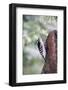 Downy Woodpecker-Gary Carter-Framed Photographic Print