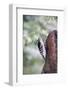 Downy Woodpecker-Gary Carter-Framed Photographic Print