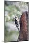 Downy Woodpecker-Gary Carter-Mounted Photographic Print