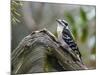 Downy Woodpecker-Gary Carter-Mounted Photographic Print