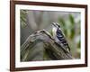 Downy Woodpecker-Gary Carter-Framed Photographic Print