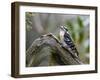 Downy Woodpecker-Gary Carter-Framed Photographic Print