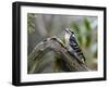 Downy Woodpecker-Gary Carter-Framed Photographic Print