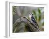 Downy Woodpecker-Gary Carter-Framed Photographic Print