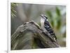 Downy Woodpecker-Gary Carter-Framed Photographic Print