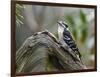 Downy Woodpecker-Gary Carter-Framed Photographic Print