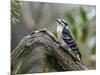 Downy Woodpecker-Gary Carter-Mounted Photographic Print