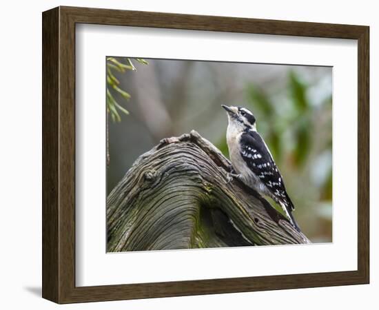 Downy Woodpecker-Gary Carter-Framed Photographic Print