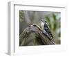 Downy Woodpecker-Gary Carter-Framed Photographic Print