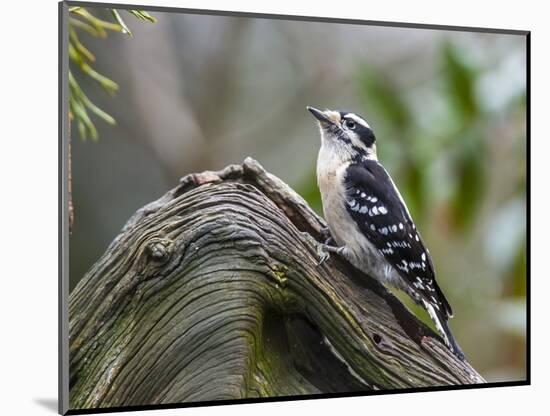 Downy Woodpecker-Gary Carter-Mounted Photographic Print