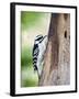 Downy Woodpecker-Gary Carter-Framed Photographic Print