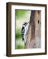 Downy Woodpecker-Gary Carter-Framed Photographic Print