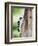 Downy Woodpecker-Gary Carter-Framed Photographic Print