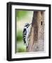 Downy Woodpecker-Gary Carter-Framed Photographic Print