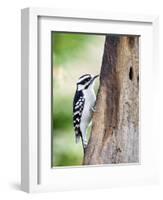 Downy Woodpecker-Gary Carter-Framed Photographic Print