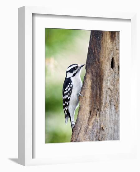 Downy Woodpecker-Gary Carter-Framed Photographic Print