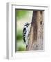 Downy Woodpecker-Gary Carter-Framed Photographic Print