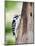 Downy Woodpecker-Gary Carter-Mounted Photographic Print