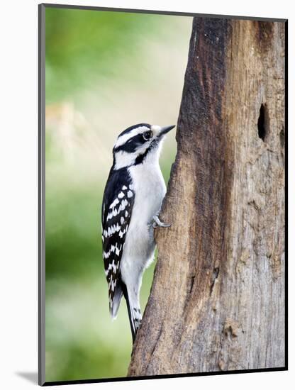 Downy Woodpecker-Gary Carter-Mounted Photographic Print