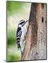 Downy Woodpecker-Gary Carter-Mounted Photographic Print