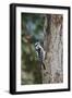 Downy Woodpecker-Gary Carter-Framed Photographic Print