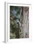 Downy Woodpecker-Gary Carter-Framed Photographic Print