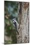 Downy Woodpecker-Gary Carter-Mounted Photographic Print