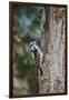 Downy Woodpecker-Gary Carter-Framed Photographic Print