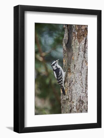 Downy Woodpecker-Gary Carter-Framed Photographic Print