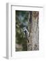Downy Woodpecker-Gary Carter-Framed Photographic Print