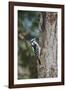 Downy Woodpecker-Gary Carter-Framed Photographic Print