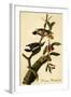 Downy Woodpecker-John James Audubon-Framed Art Print