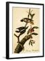 Downy Woodpecker-John James Audubon-Framed Art Print