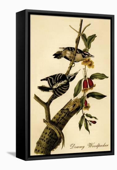 Downy Woodpecker-John James Audubon-Framed Stretched Canvas