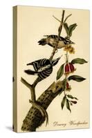 Downy Woodpecker-John James Audubon-Stretched Canvas