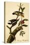 Downy Woodpecker-John James Audubon-Stretched Canvas