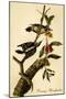 Downy Woodpecker-John James Audubon-Mounted Art Print