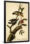 Downy Woodpecker-John James Audubon-Framed Art Print