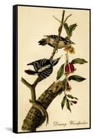 Downy Woodpecker-John James Audubon-Framed Stretched Canvas