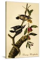 Downy Woodpecker-John James Audubon-Stretched Canvas